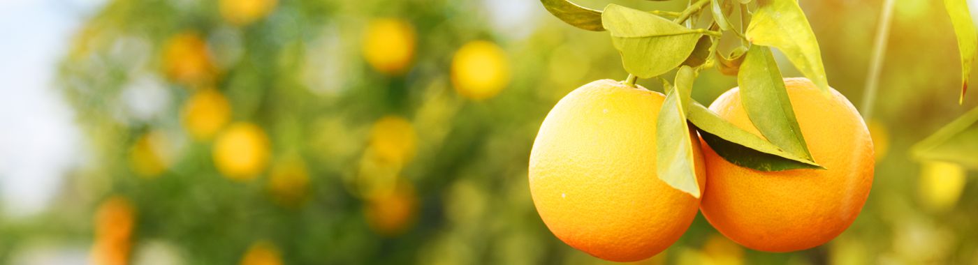 citrus