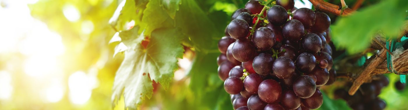grapes